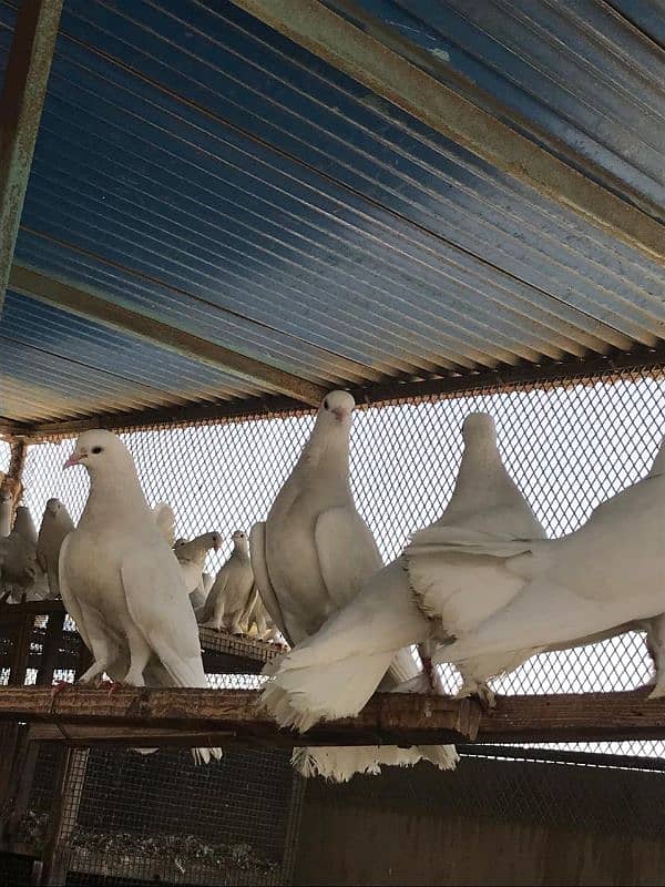 Fancy White Laka Pigeons 8