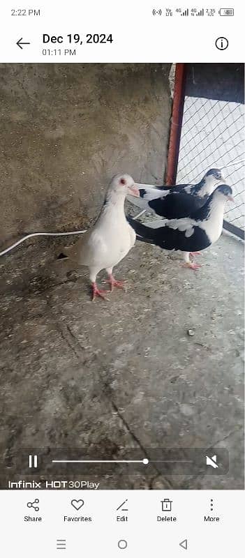 foster breeder pair with 1 chick 0