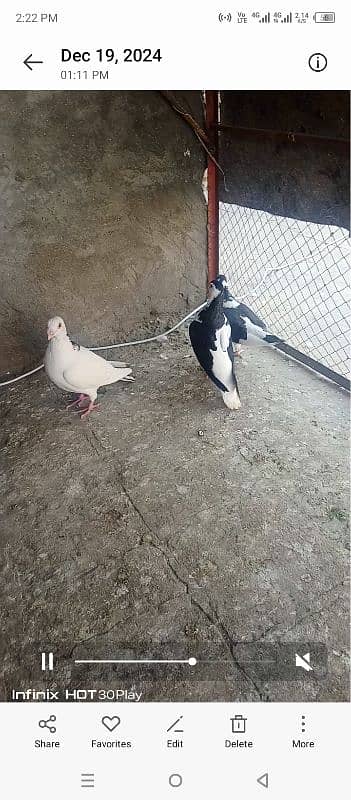 foster breeder pair with 1 chick 1