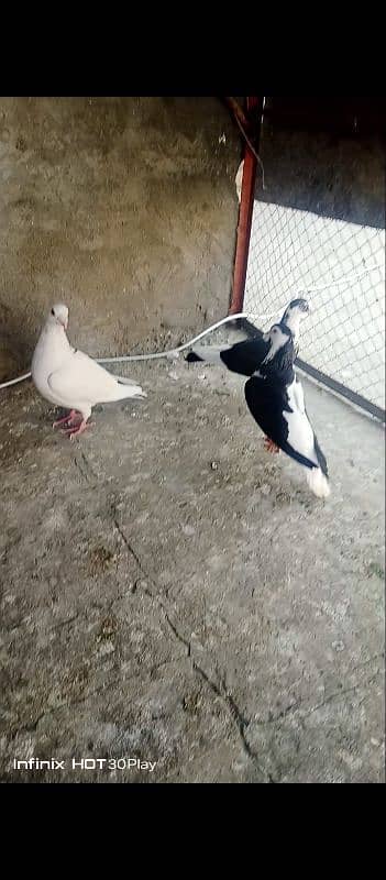 foster breeder pair with 1 chick 2