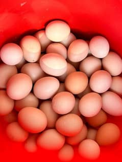 Eggs