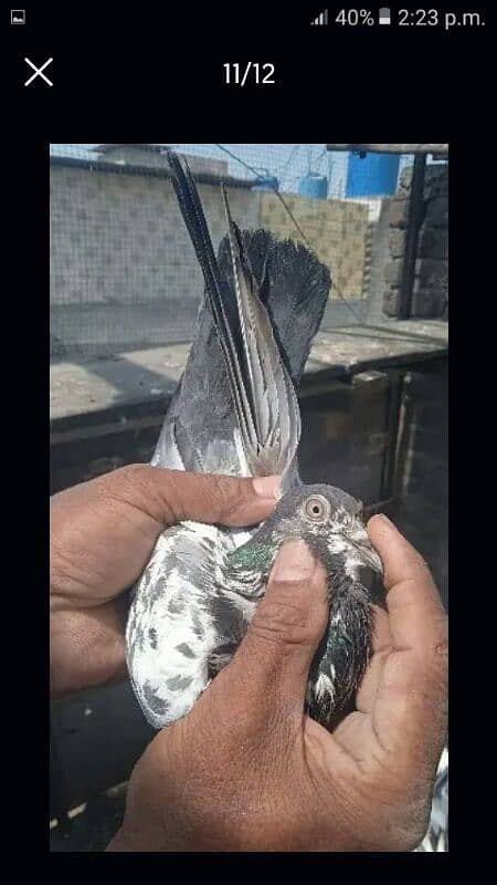 Pigeons for sale all type 0