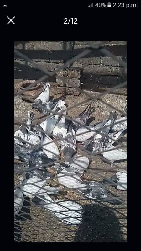 Pigeons for sale all type 3