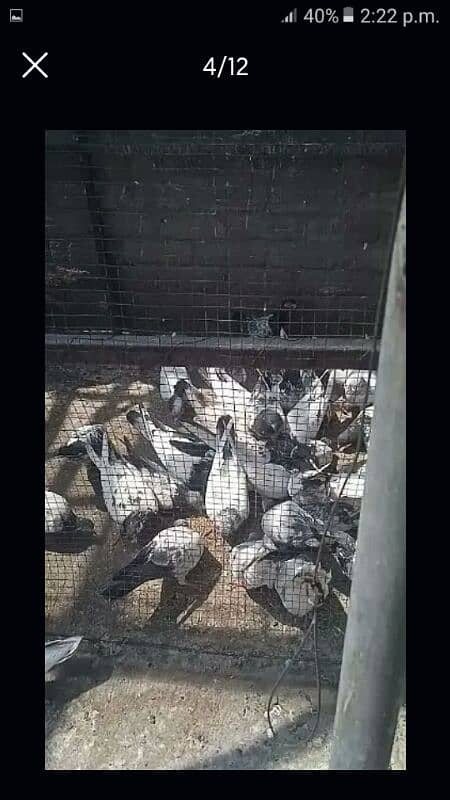 Pigeons for sale all type 4