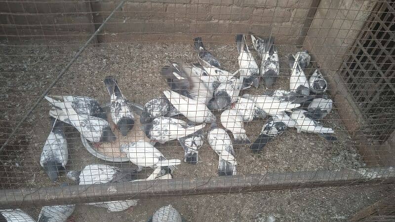 Pigeons for sale all type 6