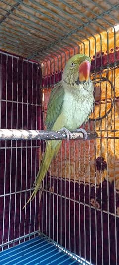 Raw Parrot For Sale