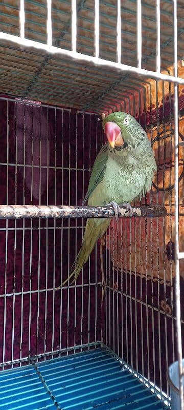 Raw Parrot For Sale 1