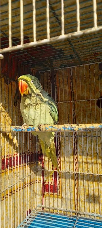 Raw Parrot For Sale 2