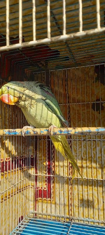 Raw Parrot For Sale 3