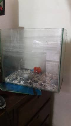 "Used Fishy Carium For Aquarium -Perfect For Small Fish"