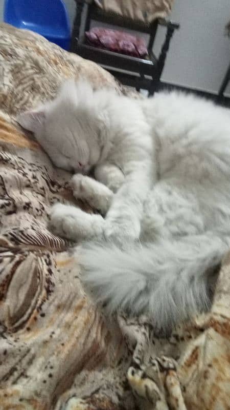 Adult Persian Male cat 03158885572 0