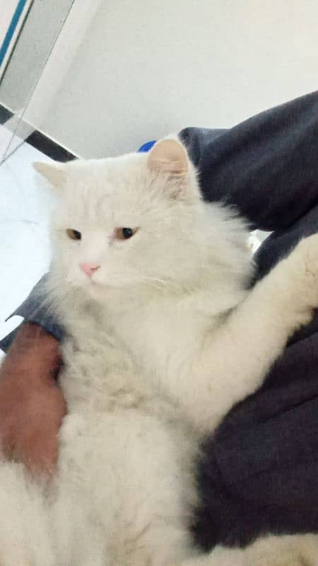 Adult Persian Male cat 03158885572 1