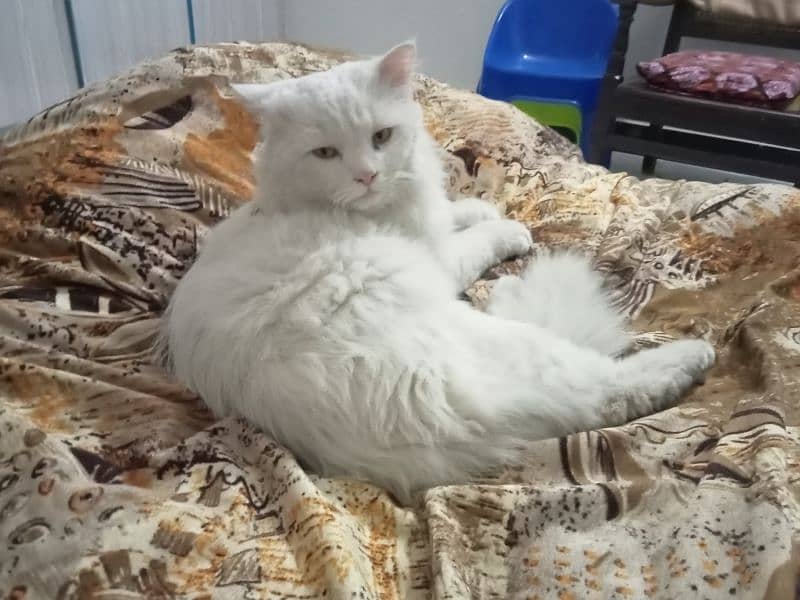 Adult Persian Male cat 03158885572 2