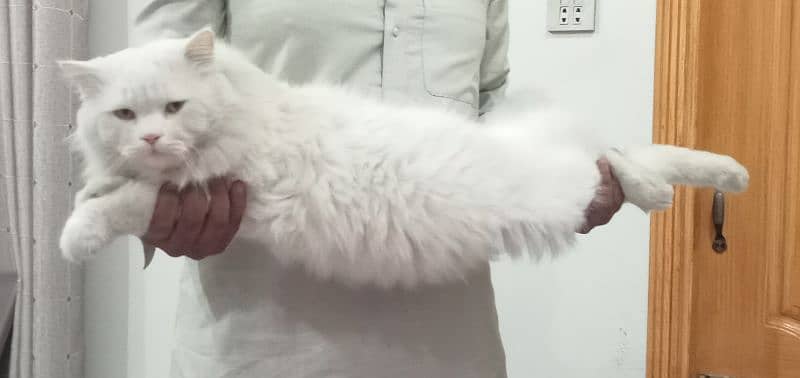 Adult Persian Male cat 03158885572 3