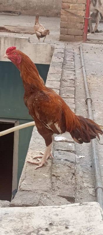 miawali aseel coure pathe high quality home breed 0