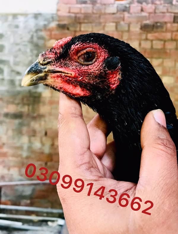 Thai pakoy hen black eyes 1