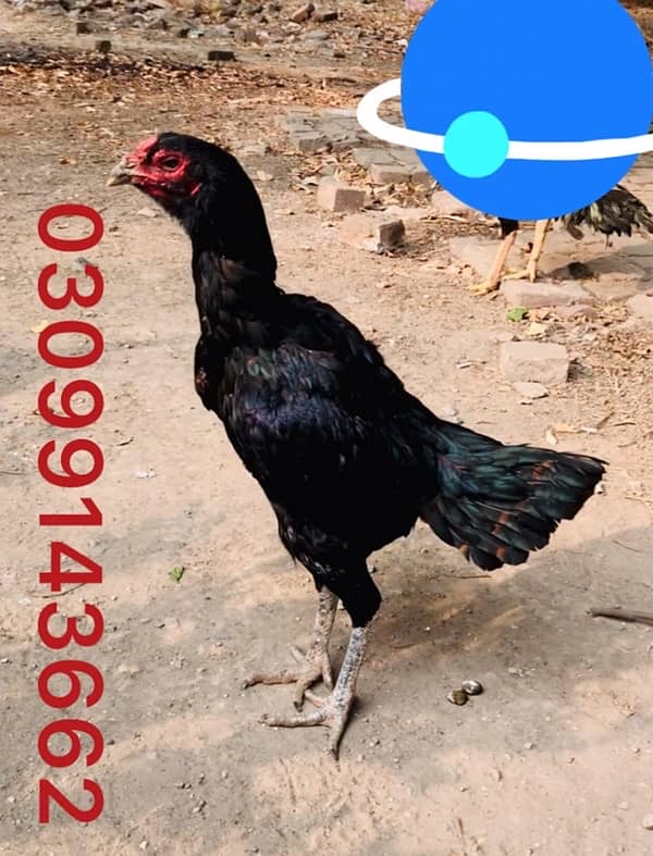 Thai pakoy hen black eyes 3