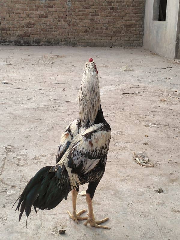 Aseel amroha pair near about 1 year 4