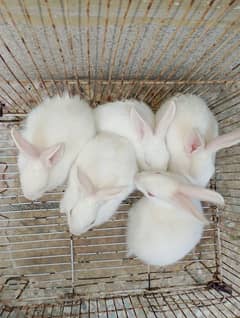 5 Beautiful Red Eyes Rabbit baby's