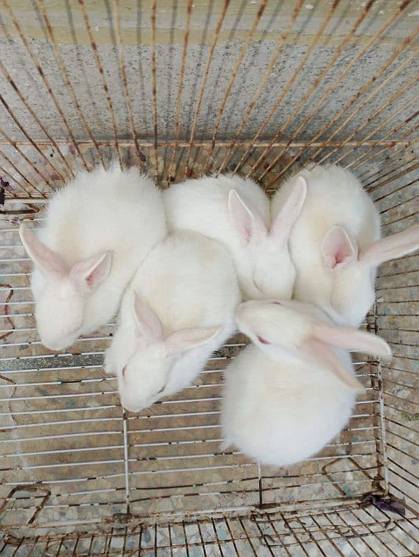 5 Beautiful Red Eyes Rabbit baby's 0