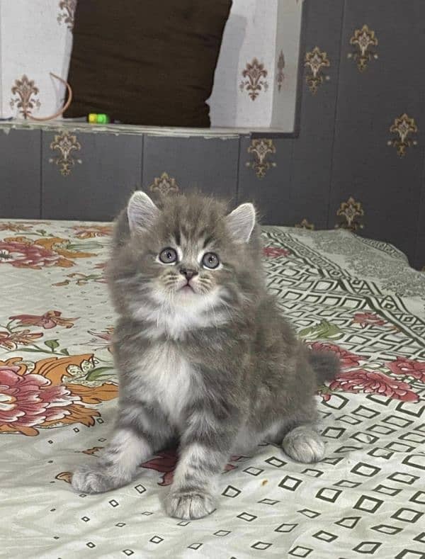 Triple coat persian femal kitten cub very friendly and very active. 0