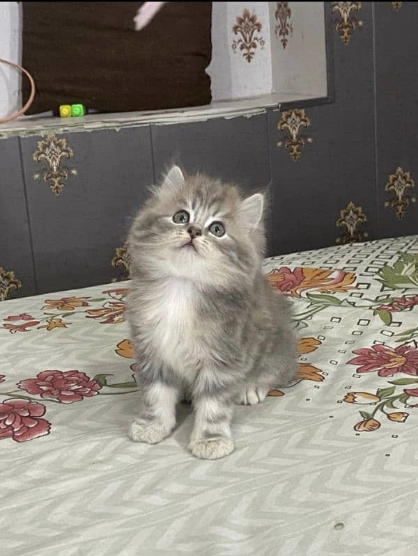 Triple coat persian femal kitten cub very friendly and very active. 1