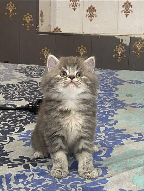 Triple coat persian femal kitten cub very friendly and very active. 2