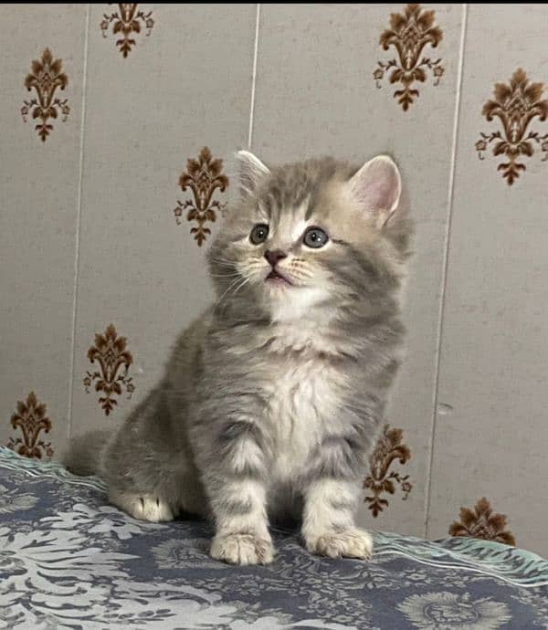 Triple coat persian femal kitten cub very friendly and very active. 3