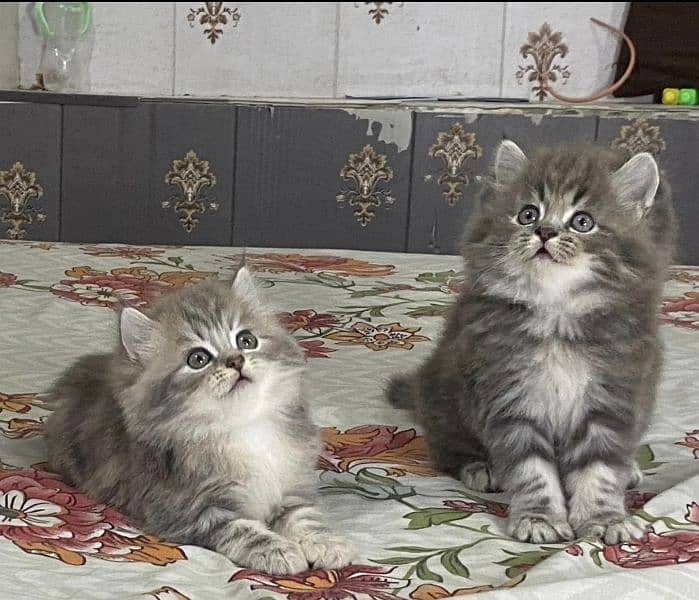 Triple coat persian femal kitten cub very friendly and very active. 4