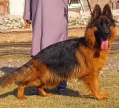 German Shepherd Male Dog For Sale