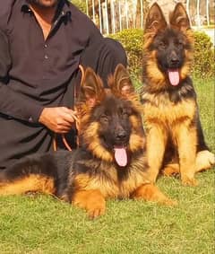 German Shepherd Pair  For Sale / German Shepherd  Long Coat