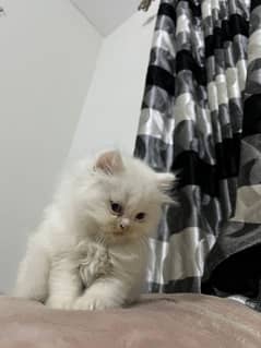 Persian kittens for sale