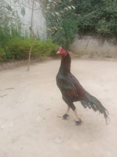 active male aseel for sale