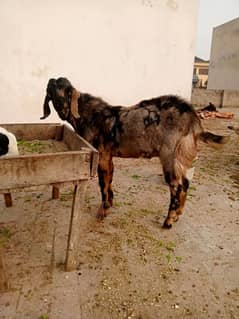 Bakra jori