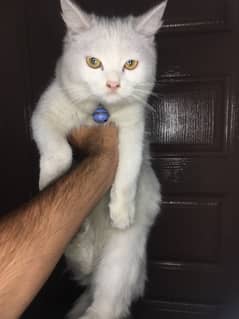 Persian Female cat