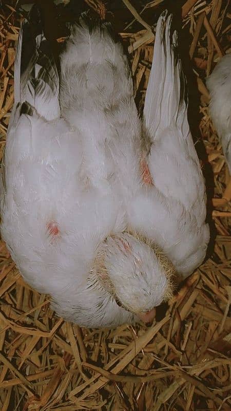 pigeon baby 1