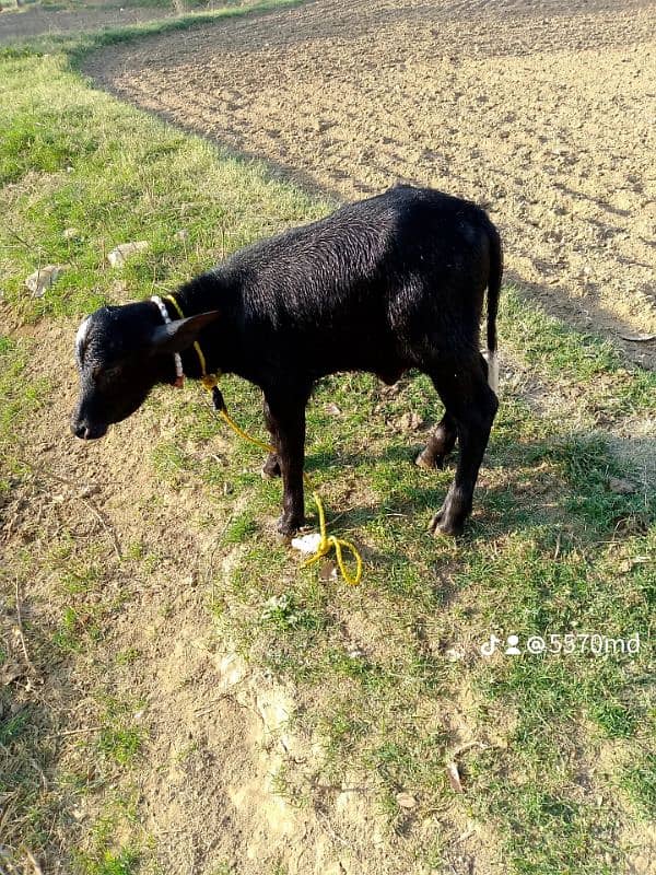 pure neeli ki bhains | neeli Ravi | بھینس | cow 2