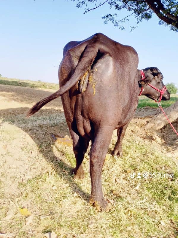 pure neeli ki bhains | neeli Ravi | بھینس | cow 3