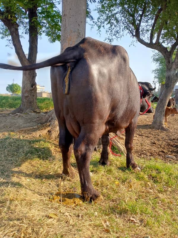 pure neeli ki bhains | neeli Ravi | بھینس | cow 4