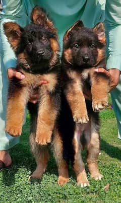 German shepherd puppies 03365993385