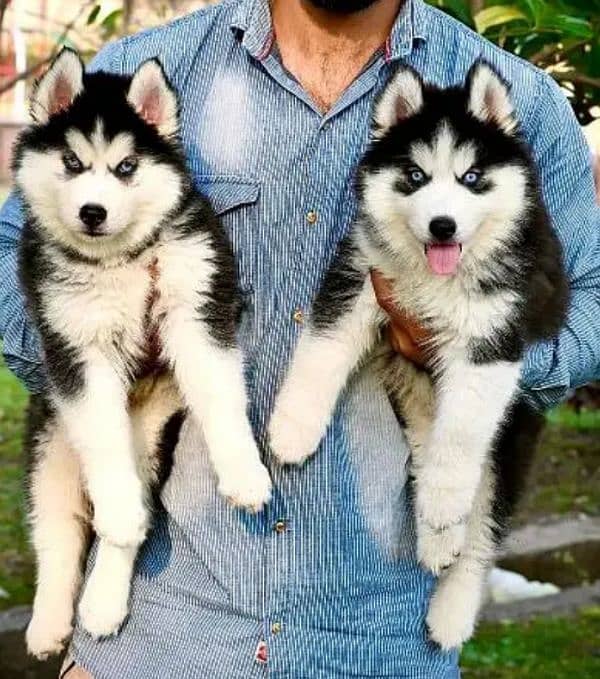 Husky puppies 03361777030 1