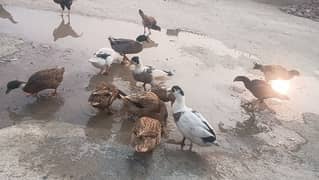 Ducks For sale