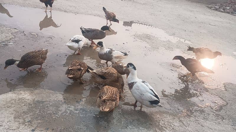 Ducks For sale 0