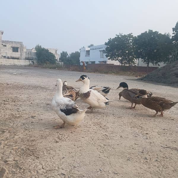 Ducks For sale 1