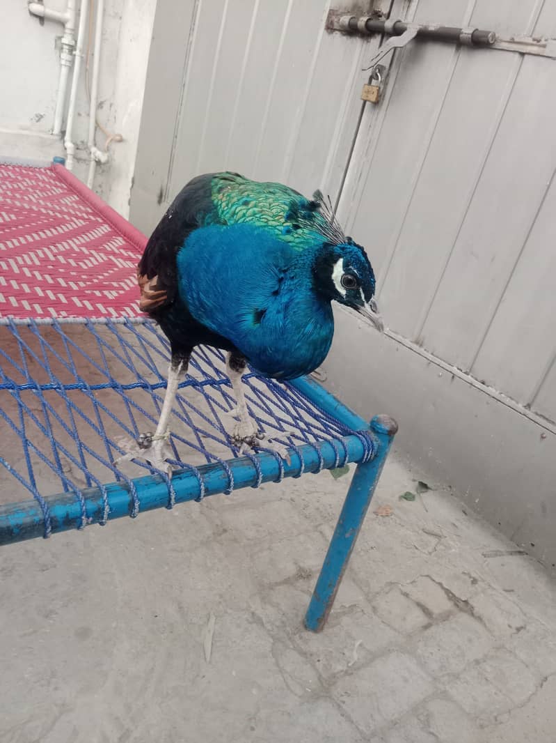 Peacock For Sale | Breeder Peacock  | مور | Male Peacock 1