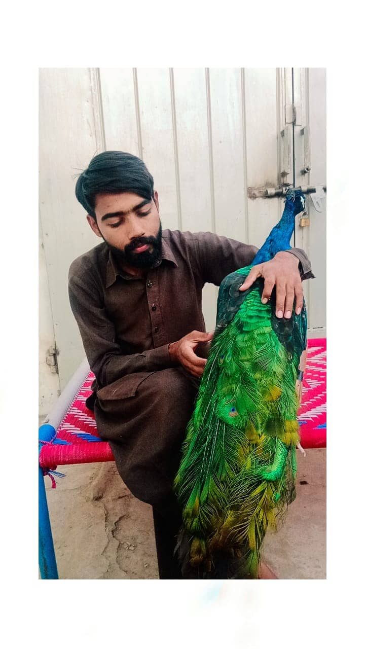 Peacock For Sale | Breeder Peacock  | مور | Male Peacock 2