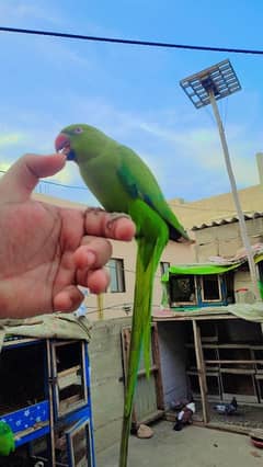 Handtame ringneck parrot