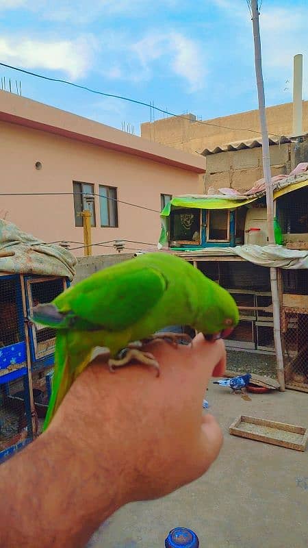 Handtame ringneck parrot 2