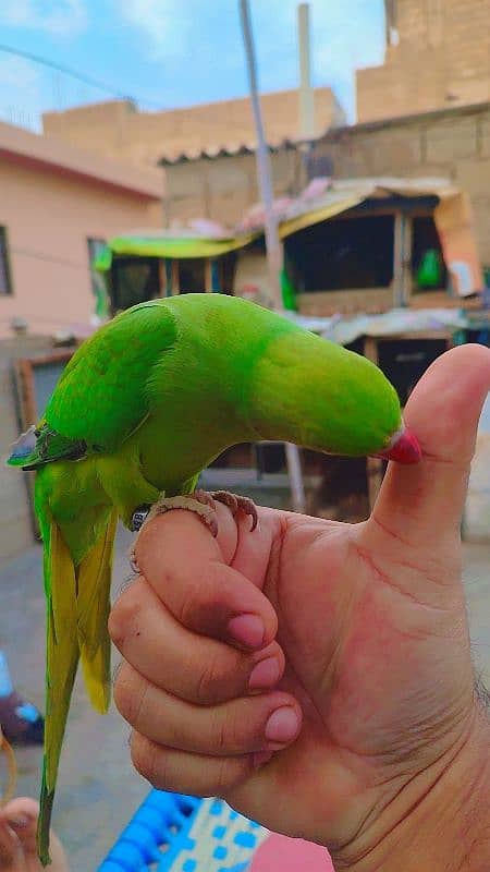 Handtame ringneck parrot 3