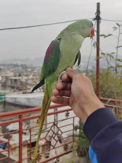 Raw parrots